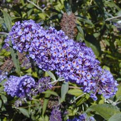 Buddleia 'Adonis blue Adokeep'